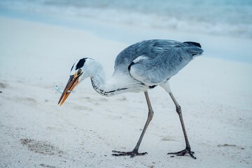 Majestic heron stands atop a picturesque sandy beach in the beautiful Maldives