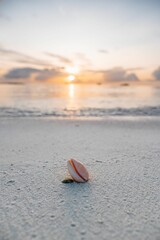 a shell laying in the sand next to the water at sunset