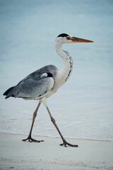 Majestic heron stands atop a picturesque sandy beach in the beautiful Maldives