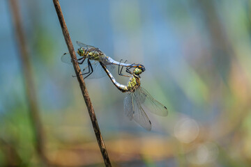 Dragonflies copulating in their natural environment.
