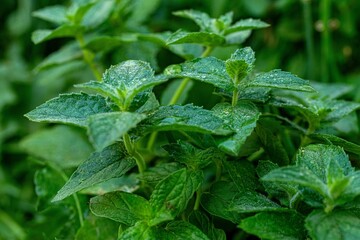 Wild Mint Mentha Arvensis