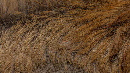 close up of fur texture	
