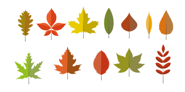 Colorful autumn leaves, isolated. Simple cartoon flat style