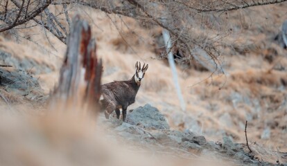 Stunning view of the Italian Alps featuring a beautiful Capricorn