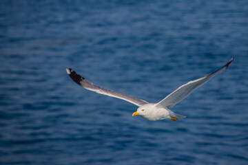 Fototapeta na wymiar Seagull flying above the blue sea