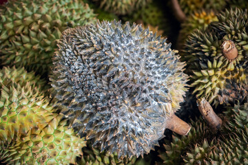 Close up detail view of a rotten Durian fruit. King of fruits in Southeast Asian. Have strong smell...