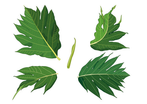 Green Leaves breadfruit fresh abstract isolated on white background illustration vector

