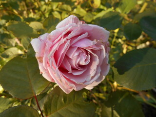 Colorful flowers of decorative roses