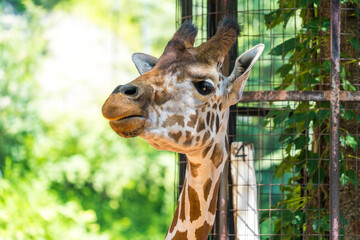 可愛らしい動物園のキリンの顔