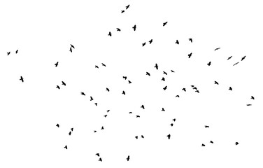 flock of pigeon birds flying on clear background