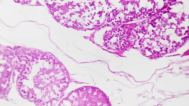 Magnified view of testis in male reproductive system under a microscope at a 200x magnification. It is showcased in isolation with a brightly filmed background offering a macro view of its tissue.