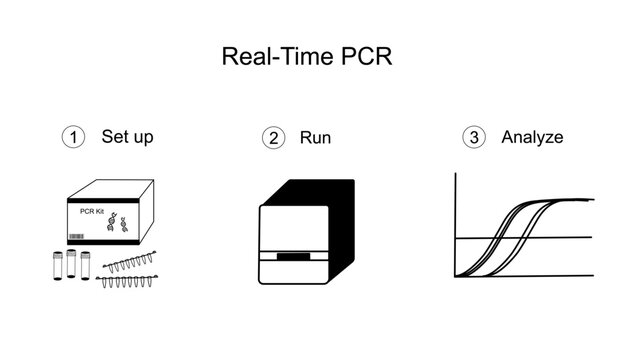 The important workflow of Real-Time PCR or quantitative Polymerase Chain Reaction Technique that including Set up, Run the reaction with machine and Result analyzing.