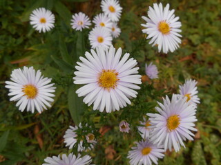 Obraz premium Flower