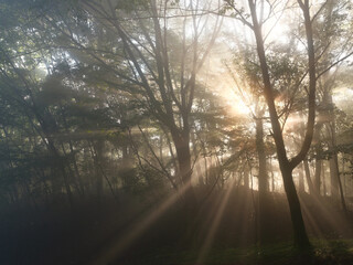 Fototapeta premium 森の中に光が差し込む