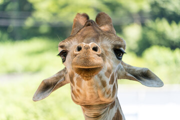 可愛らしい動物園のキリンの顔