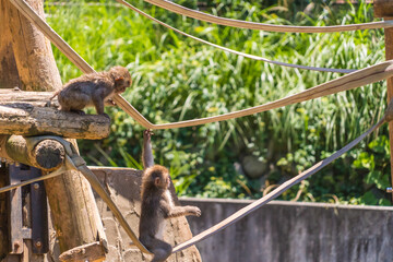 遊具で遊ぶ猿の子供