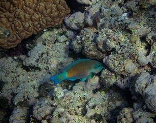 Fototapeta na wymiar Greenbelly parrotfish - Scarus falcipinnis, Australia.
