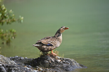 川の傍で休憩するカモ