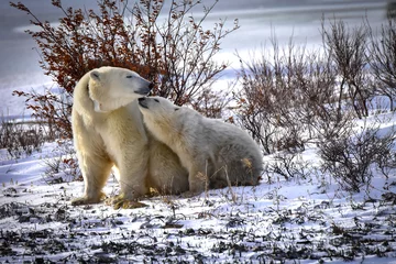 Keuken spatwand met foto Mother and Cub Polar Bear © bonniefink