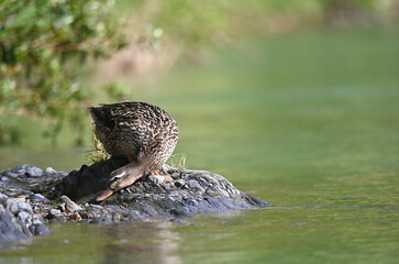 川の傍で何かを探す