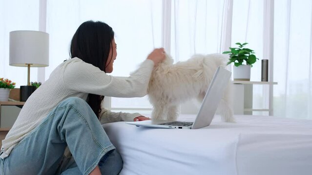 Beautiful young asian woman smile sitting working on laptop computer to internet online with cozy with companion dog in the bedroom at home, woman using notebook leisure with pet, lifestyles concept.