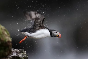Fototapete Papageientaucher Majestic puffin bird in flight with water splashing off its wings