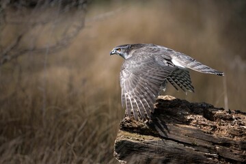 Majestic Falcon perched atop a natural tree stump in a verdant meadow, surveying its surroundings