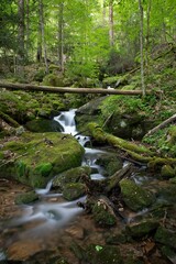 a small stream running through a lush green forest filled with trees