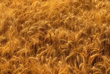 a field full of golden wheat sitting on top of a lush green field