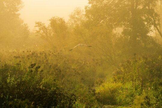 an image of foggy field at sunrise with bird flying by