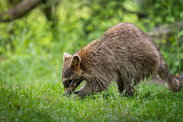 racoon