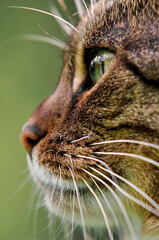 Cat © PhotoNowicka