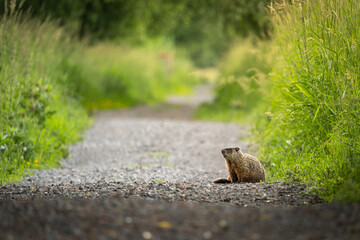 marmot on the path