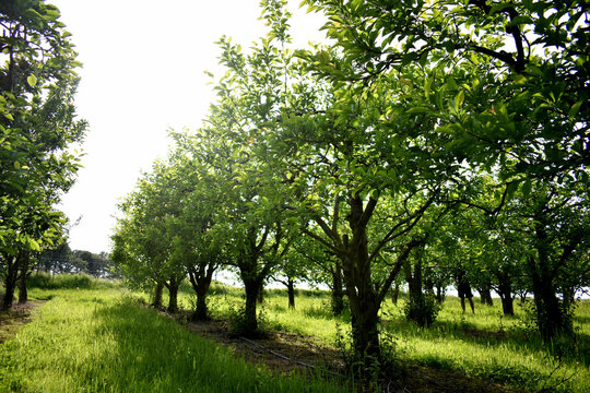 Plum plantation with trees in a row in summer in sunshine