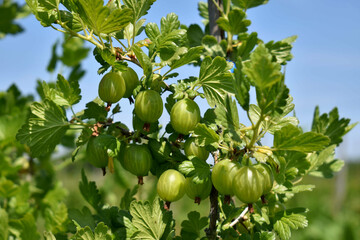 Branch with unripe gooseberries in a field on a farm in the sunshine with blue sky