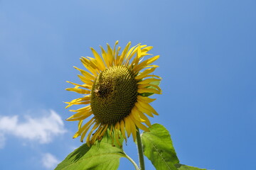 清瀬のひまわり　Sunflowers in Kiyose