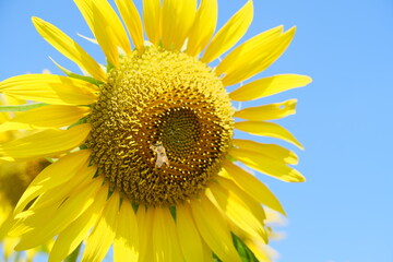 Obraz premium 清瀬のひまわり Sunflowers in Kiyose