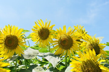 清瀬のひまわり　Sunflowers in Kiyose