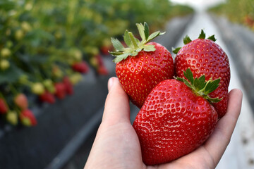 Big, juicy strawberries held in a hand in a greenhouse on a strawberry farm