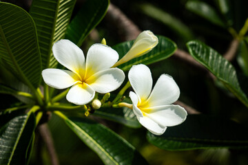 White Frangipani flowers on bunch of tree,sunlight ray.