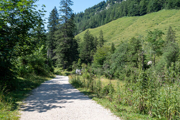 Fototapeta na wymiar Wanderweg im Klausbachtal bei Ramsau, Berchtesgadener Land, Oberbayern, Bayern, Deutschland