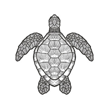 Vector of turtle on white background