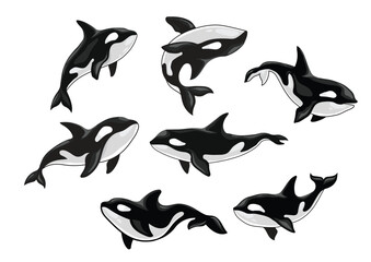 Vector of killer whales (Orcinus orca) - obrazy, fototapety, plakaty