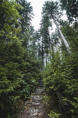 A vertical shot of a humid forest full of green vegetation covered by fog.