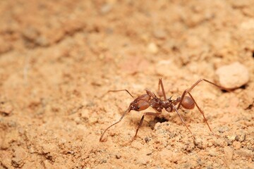 an ant is walking across the sand of the ground alone
