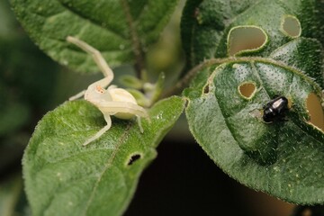 High-resolution closeup shot of a Misumena vatia spider