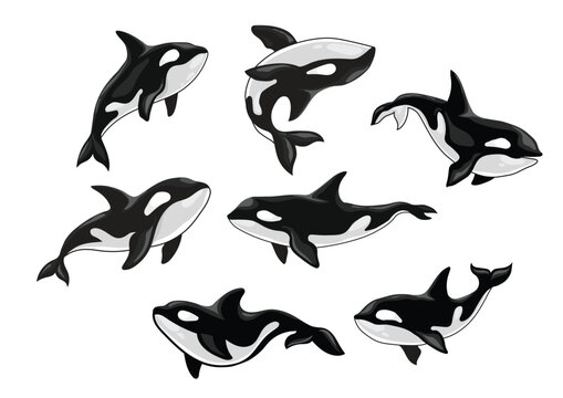 Vector of killer whales (Orcinus orca)