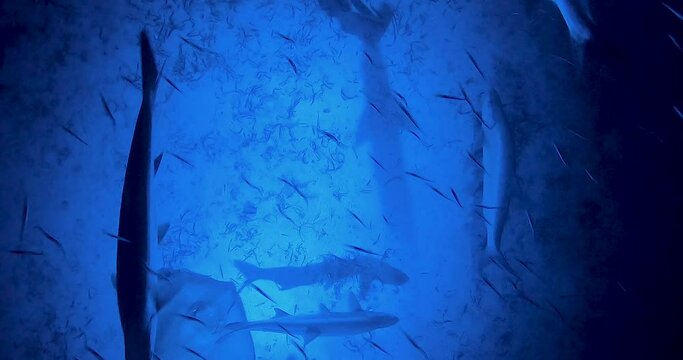 Underwater capture of tarpon fish and sting rays, blue lights under the boat 