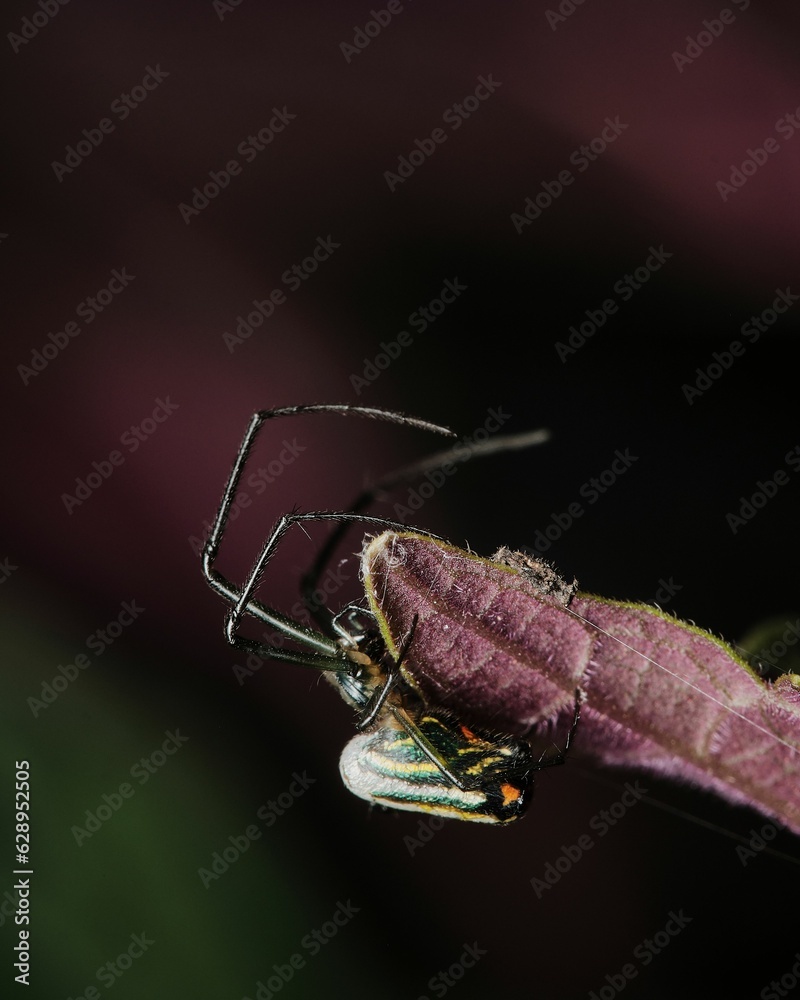 Poster a close up of a spider with it's body on the tip of its