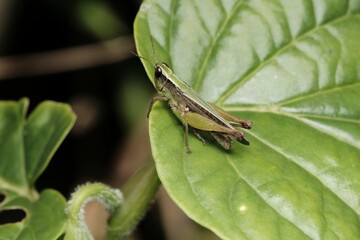 a close - up of a grasshopper with only its eyes open, sitting on